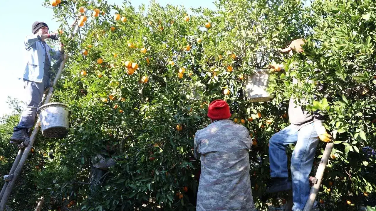 Adana’da Tescilli Kozan Portakalı Dalında Altın Değerinde 1